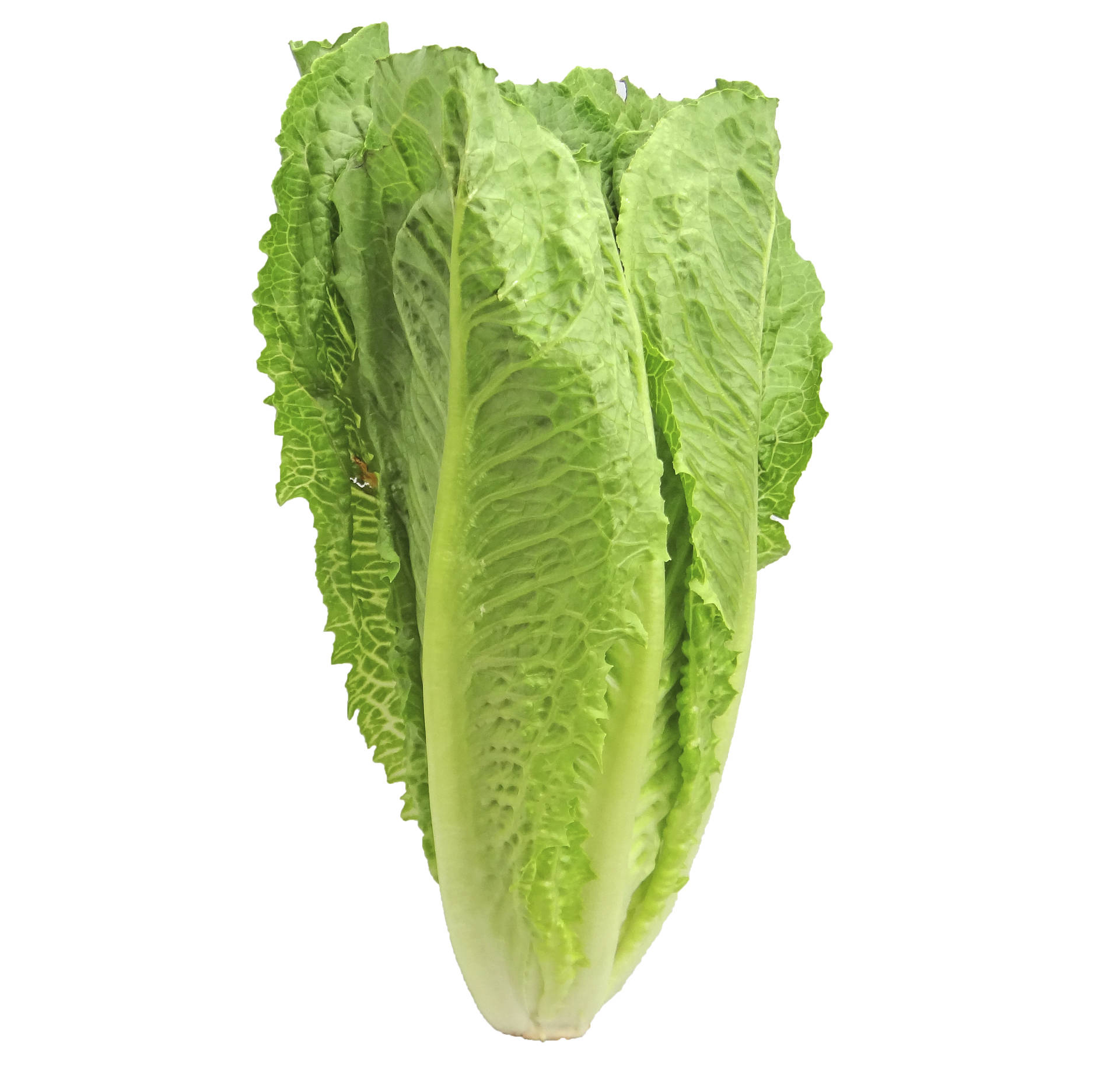 14494652_web1_lettuce-2468495_1920-copy